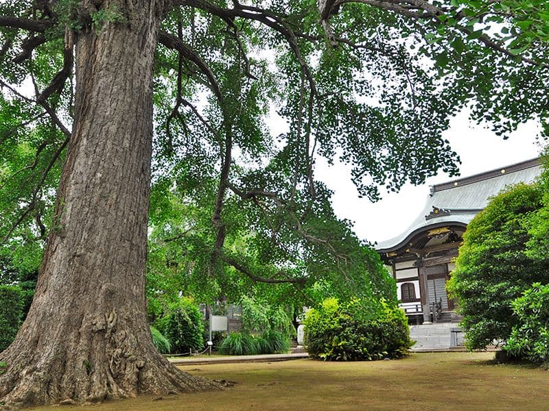 圓藏院 桜華苑