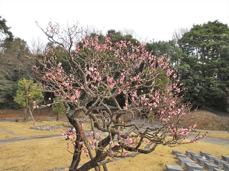 豊後梅、花水木、百日紅、紅葉、椿の5種類の木々が植えられております。
