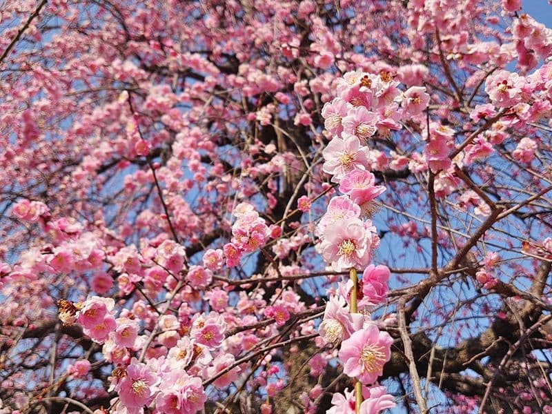 春日部永代供養墓霊園 東光院