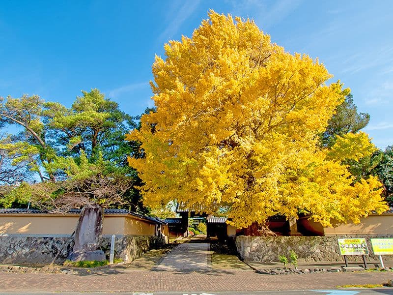 霊山寺