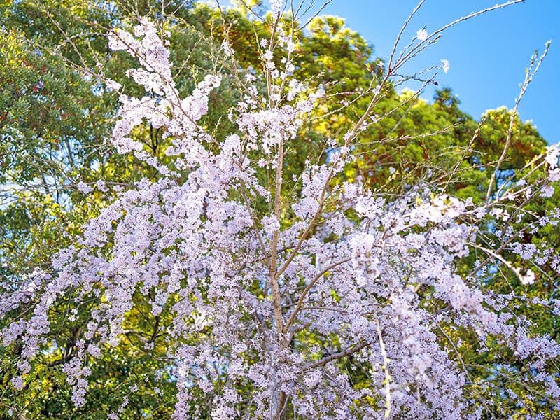 桜