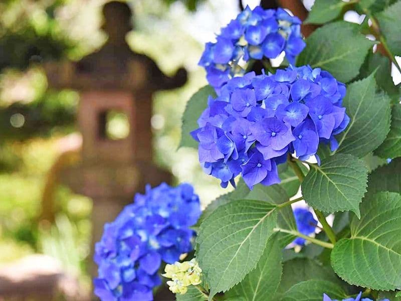 やくし霊園（薬師寺）