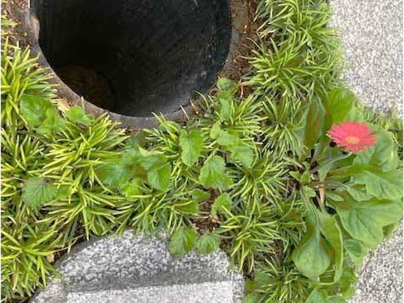 中台寺 永代供養墓・樹木葬