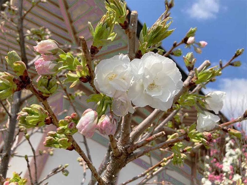 中台寺 永代供養墓・樹木葬