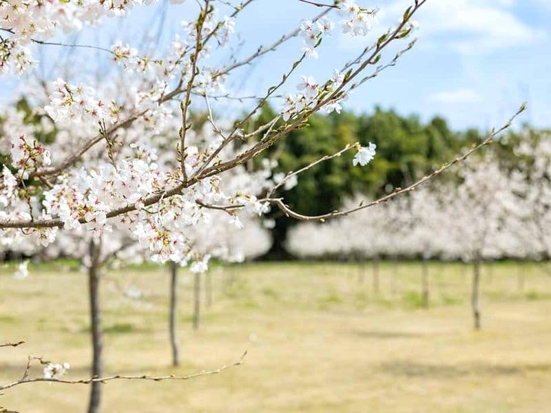 西の杜「ブルームガーデン」