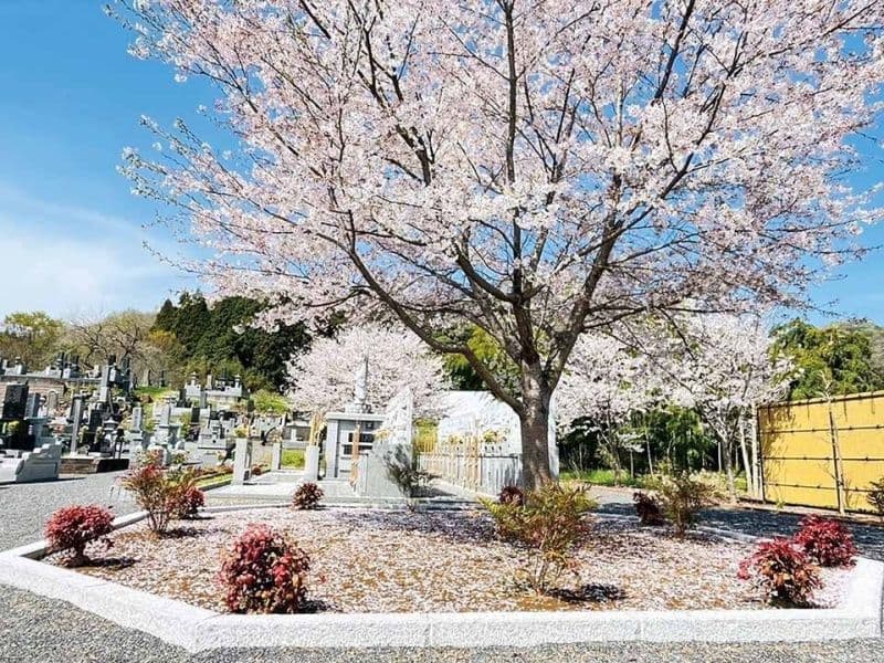 桜の木のもとで眠ることができます
