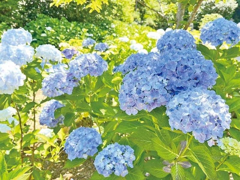 境内地で花咲かせるアジサイ