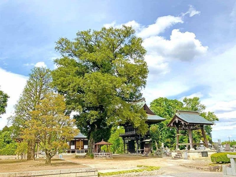 墓地から見た鐘楼とカヤの木